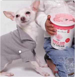 Romy and Jacob Chihuahua Sweaters